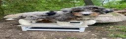Bernedoodle dogs for sale: Kip - Ad 4