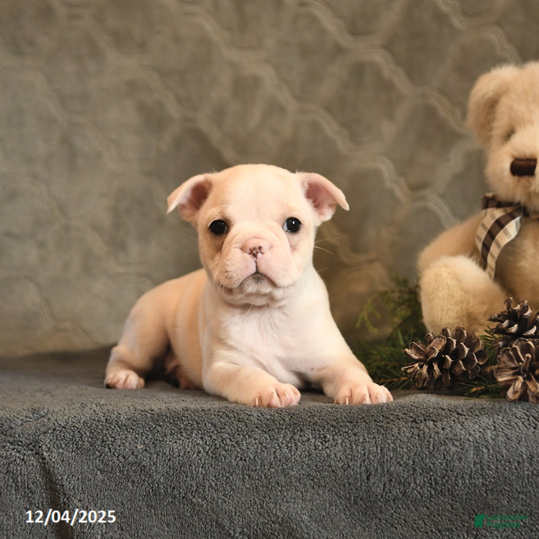 Boston Terrier dogs for sale: Sugar - Ad 3