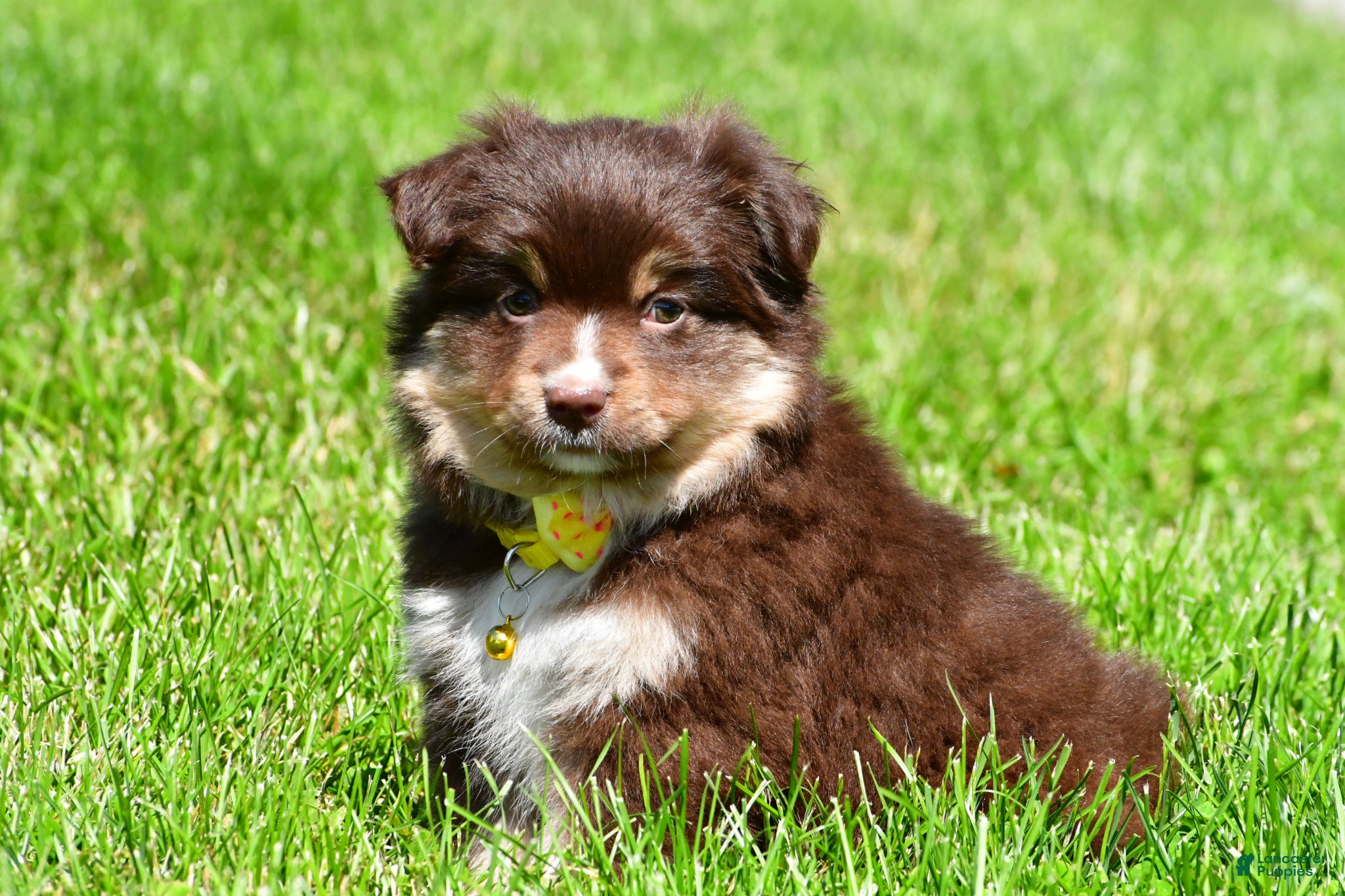 Miniature Australian Shepherd dogs for sale: Bessie - Ad 9