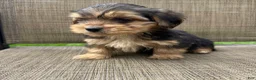 Yorkshire Terrier dogs for sale: 1 Pauly - Ad 5