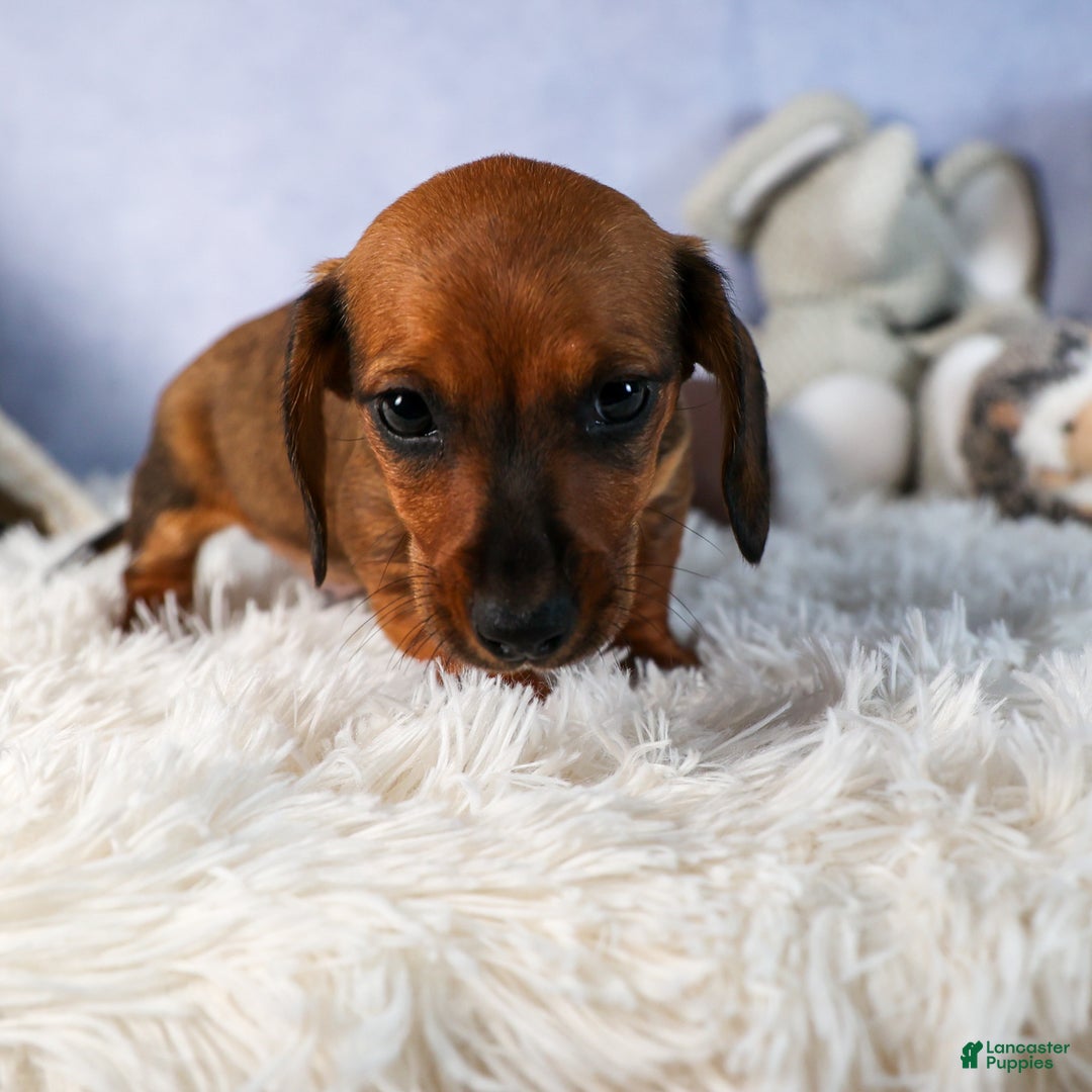 Miniature Dachshund dogs for sale: Cody - Ad 17