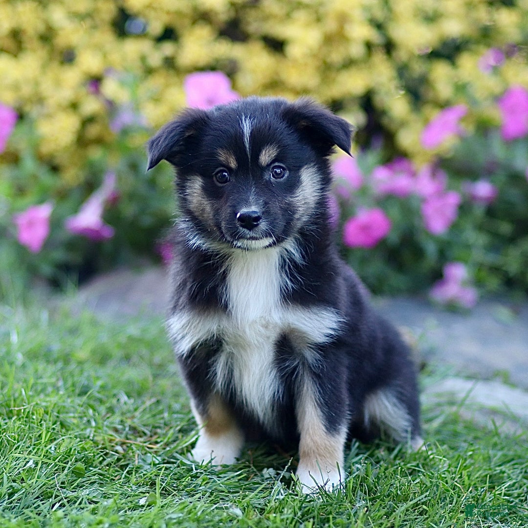 Miniature Australian Shepherd dogs for sale: Gerald - Ad 2