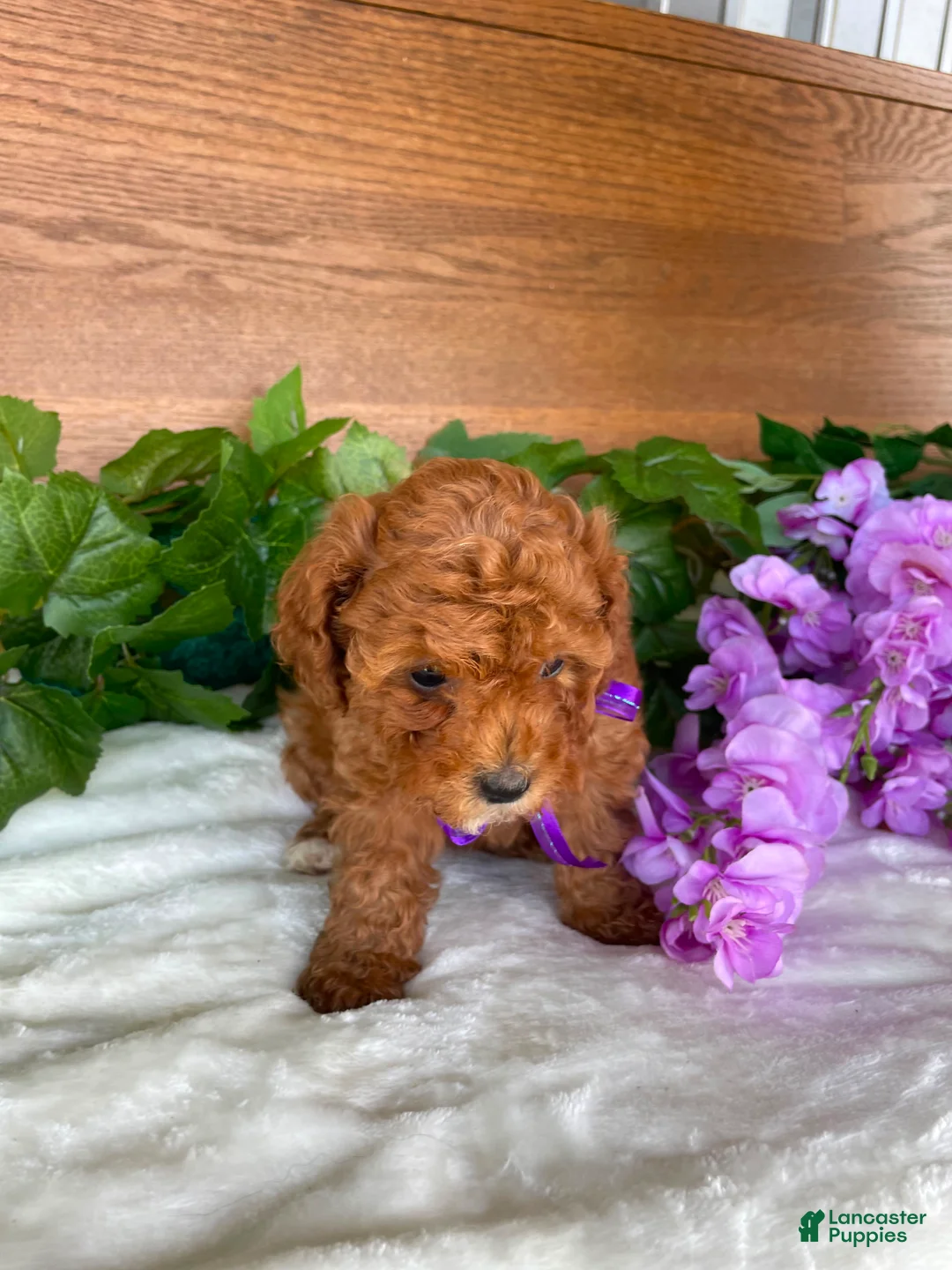 Cavapoo dogs for sale: Miss Tulip - Ad 2