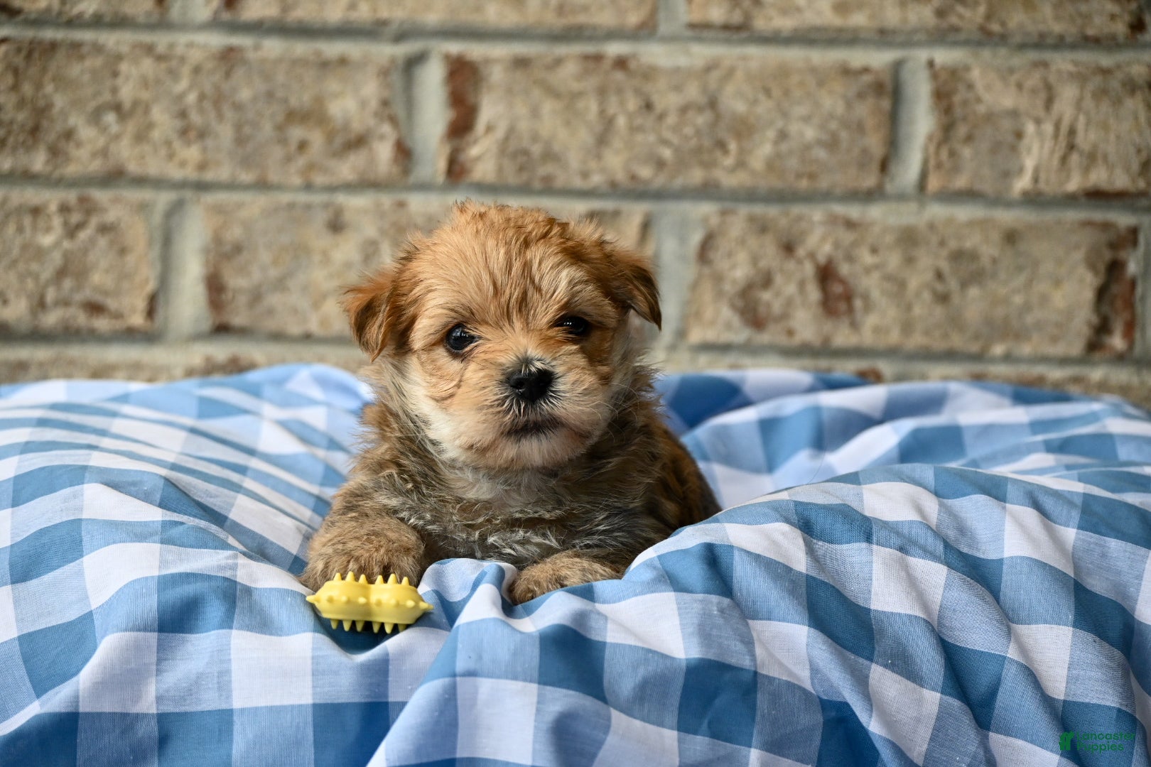 Morkie dogs Bruce - Ad 1