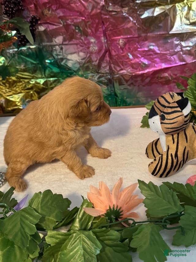 Miniature Schnauzer dogs Fin - Ad 2