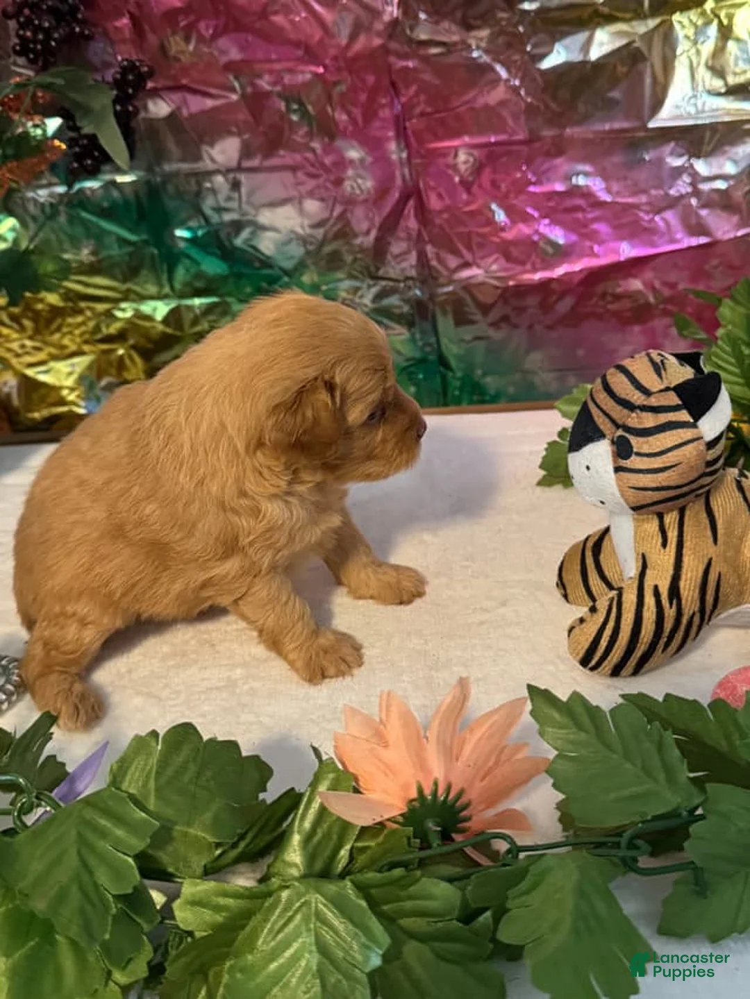 Miniature Schnauzer dogs for sale: Fin - Ad 2