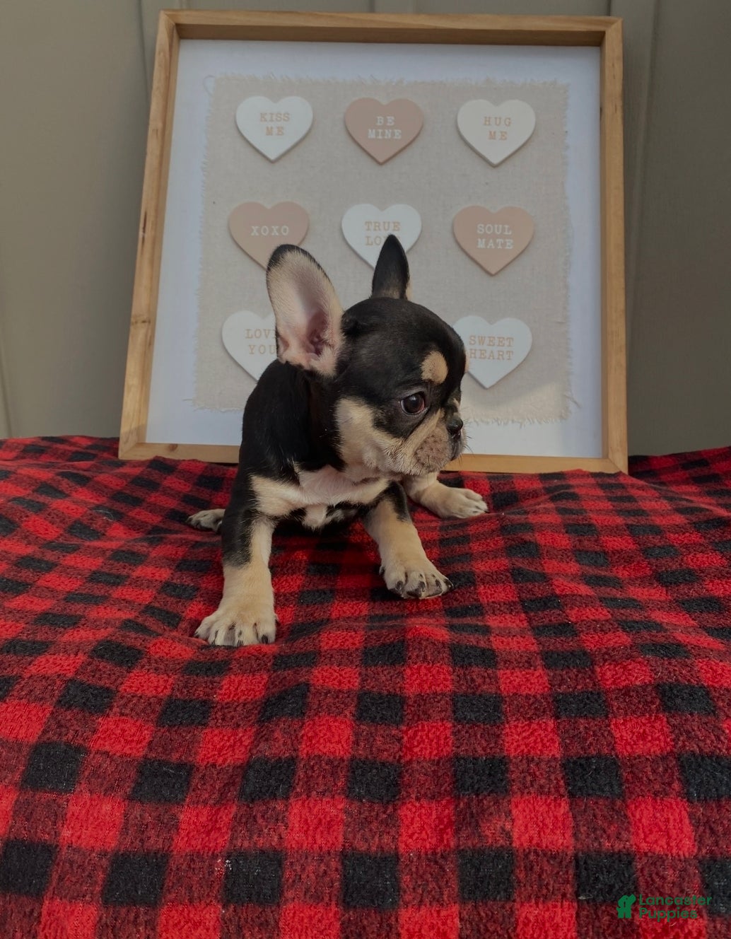 French Bulldog dogs French Bulldog Puppy 1 - Ad 3