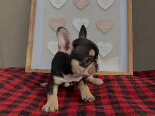 French Bulldog dogs French Bulldog Puppy 1 - Ad 3