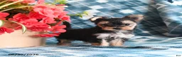 Morkie dogs for sale: Ollie - Ad 2