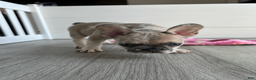 French Bulldog dogs for sale: DHALIA - Ad 4