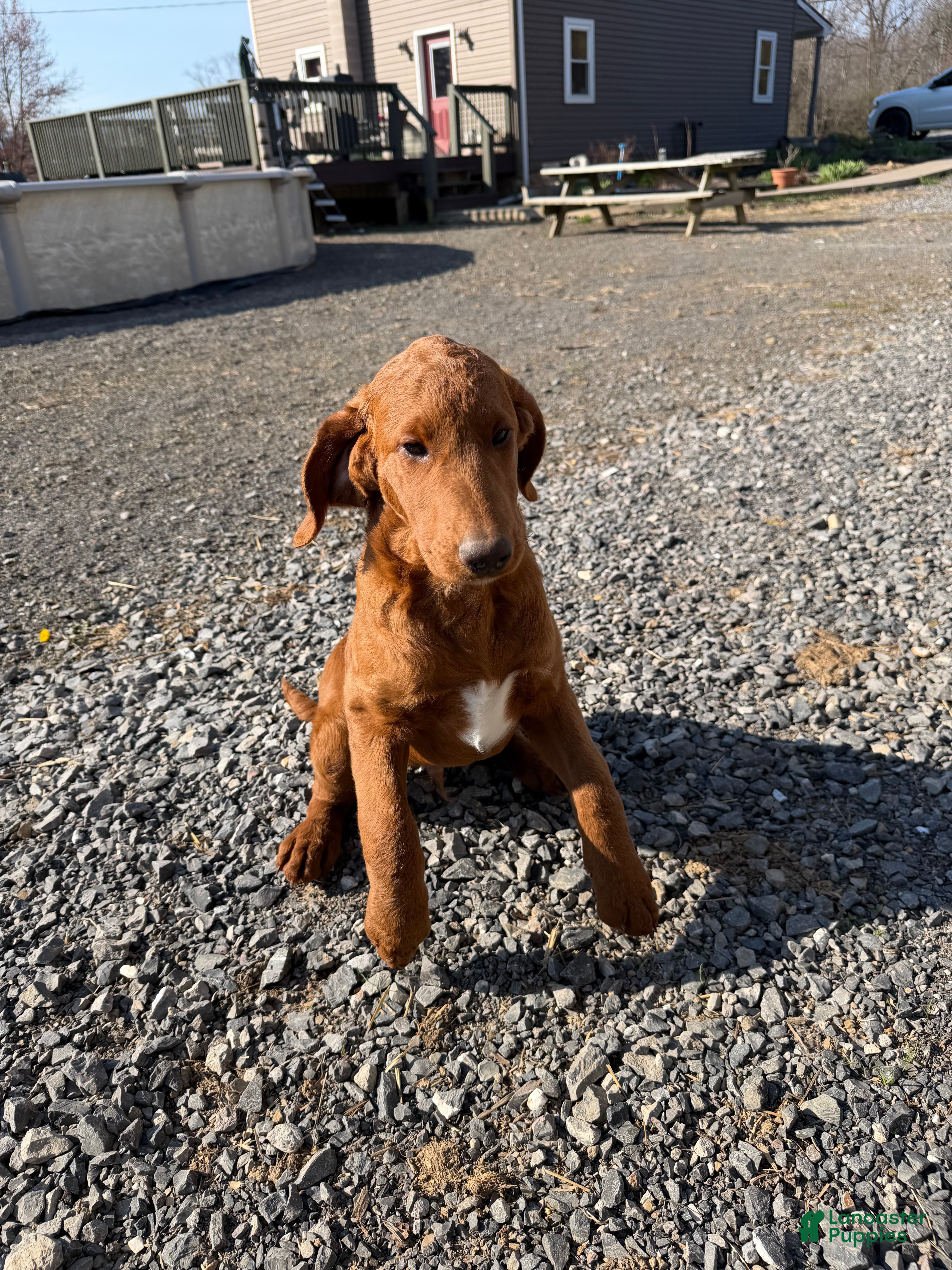 Labradoodle dogs Labradoodle Dark Green - Ad 19