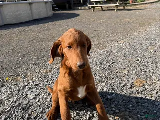 Labradoodle dogs Labradoodle Dark Green - Ad 19