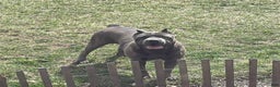 Cane Corso dogs for sale: Nyla - Ad 5
