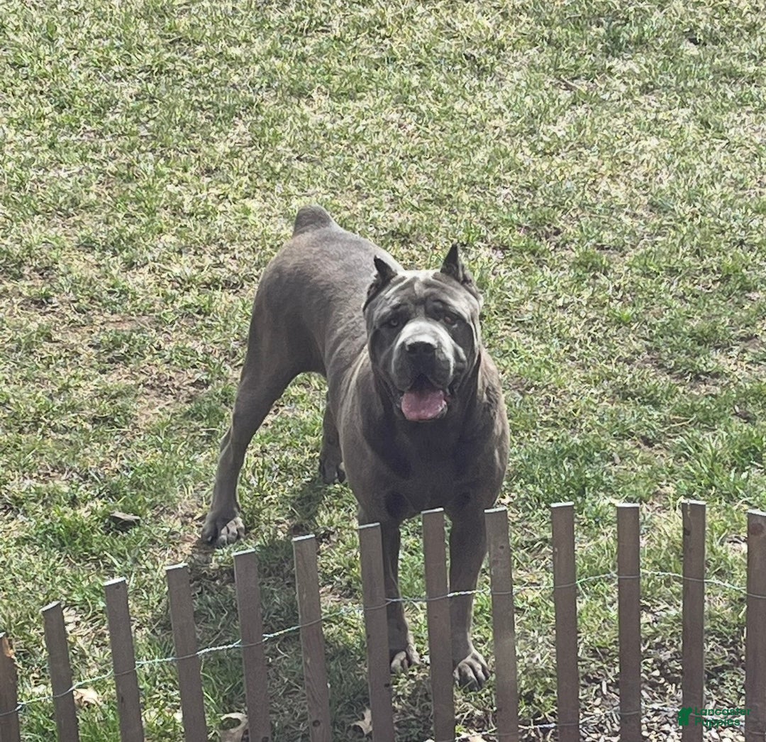 Cane Corso dogs for sale: Nyla - Ad 5