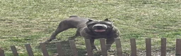 Cane Corso dogs for sale: Nikki - Ad 4