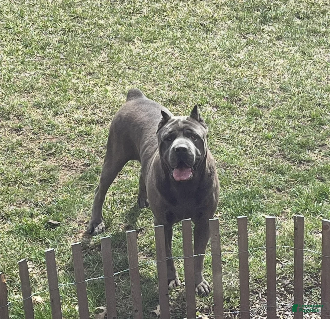 Cane Corso dogs for sale: Nikki - Ad 4