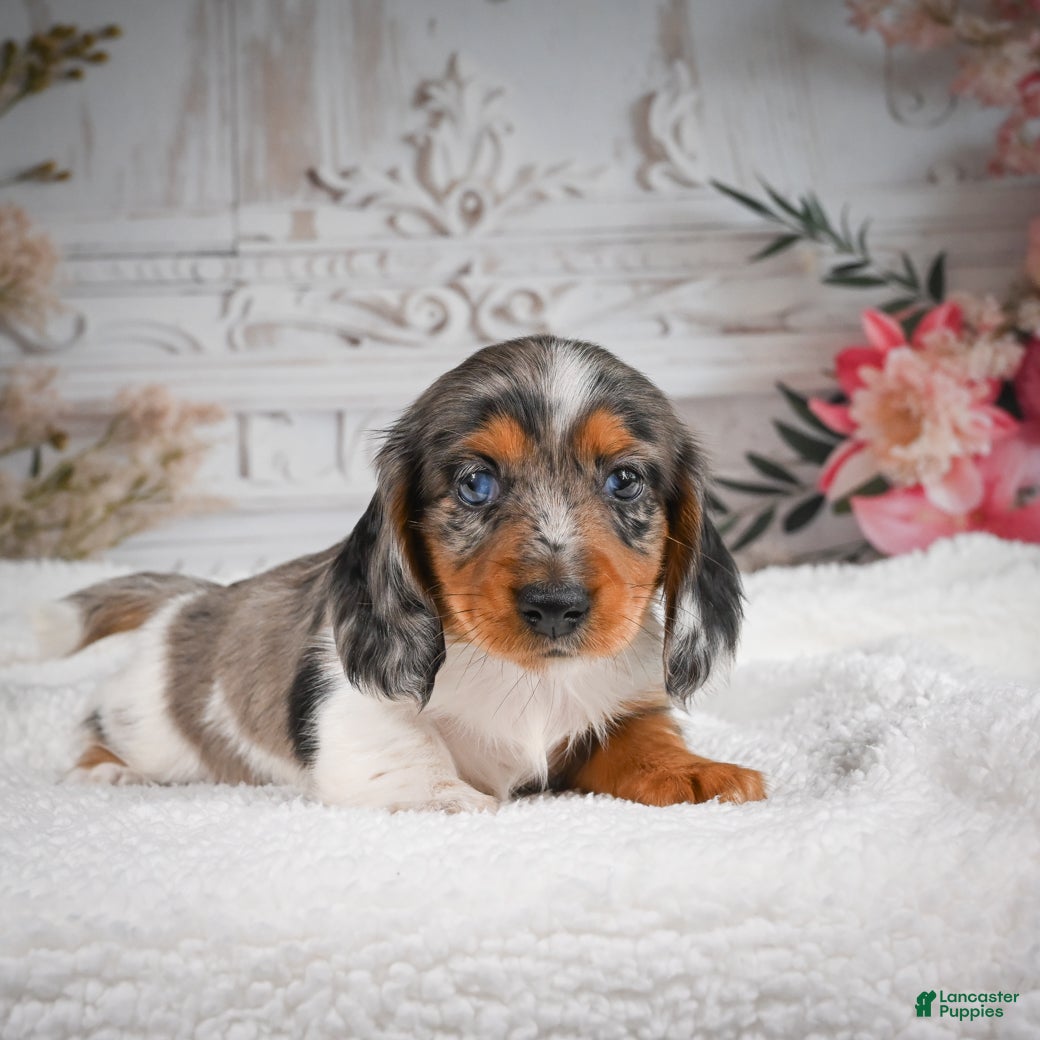 Miniature Dachshund dogs for sale: AKC-Betsy - Ad 6