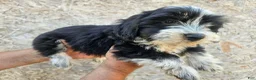 Mixed Breed dogs for sale: Black and White Male - Ad 3