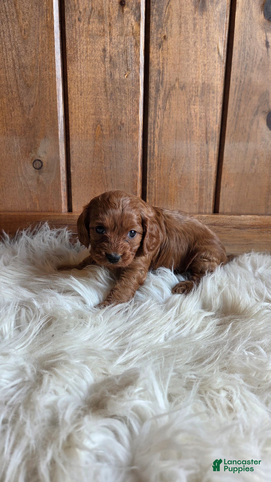 Cavapoo dogs for sale: Bella - Ad 9