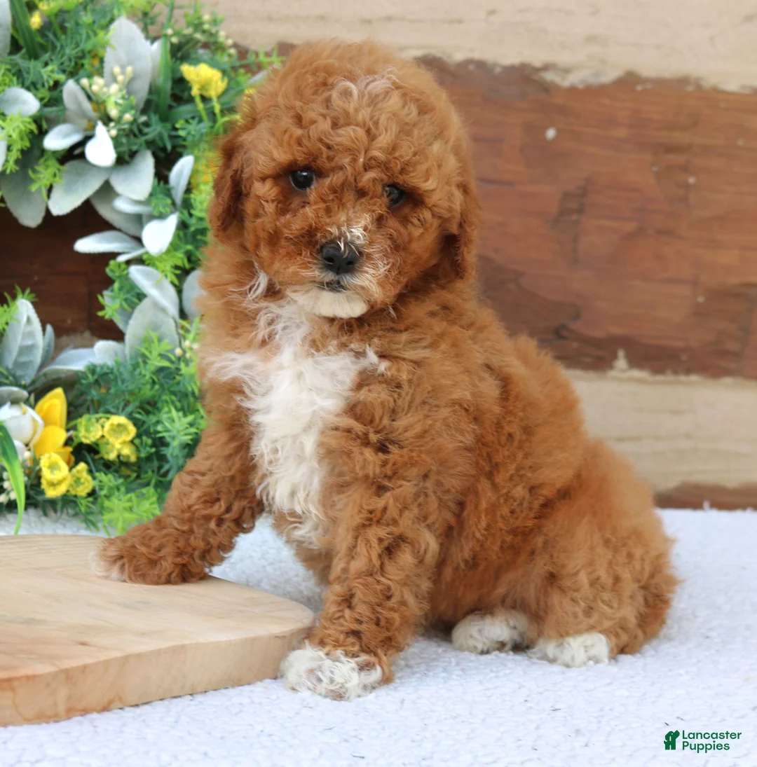 Mini Goldendoodle dogs for sale: Lilly  - Ad 2