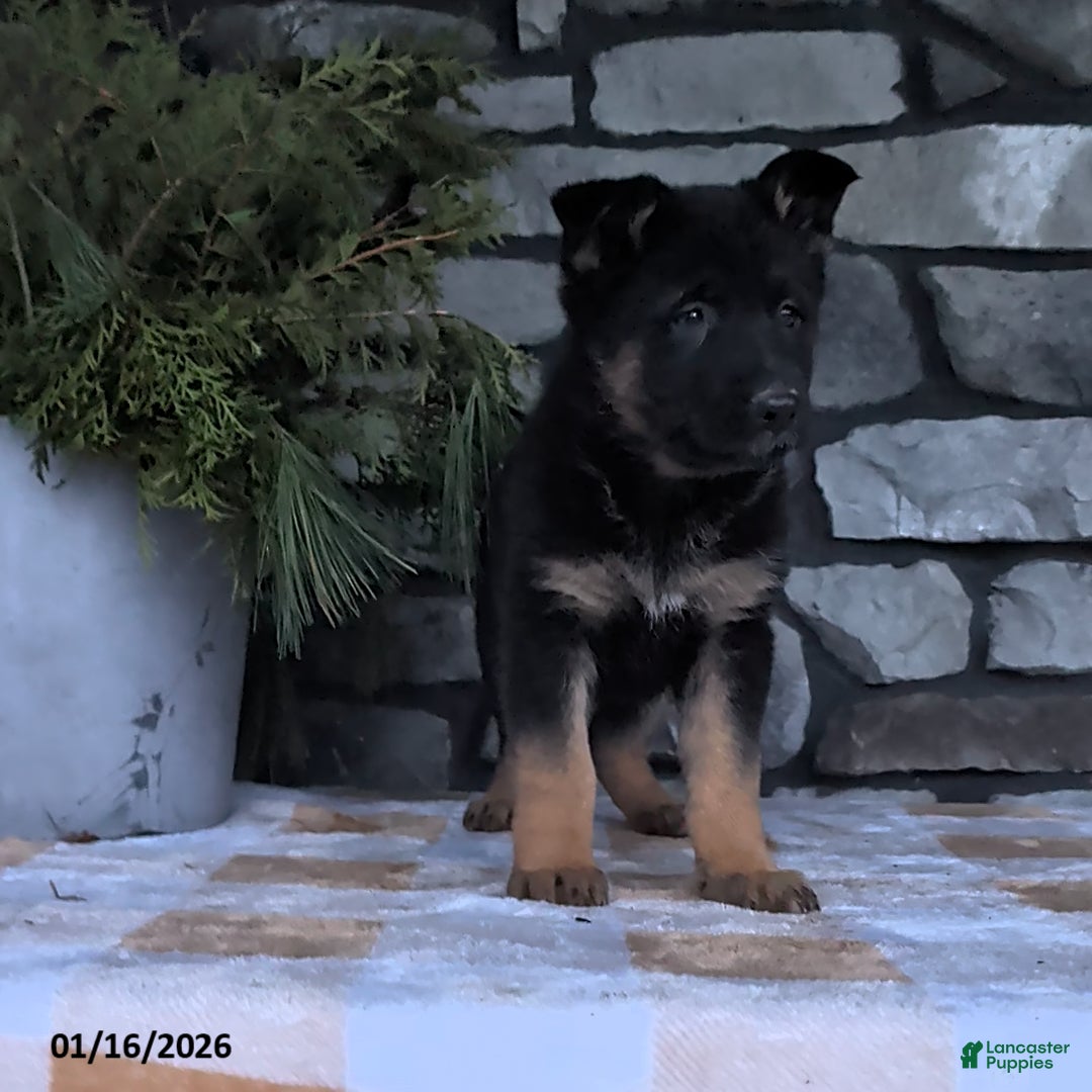 German Shepherd dogs for sale: Bonnie - Ad 1