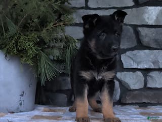 German Shepherd dogs Bonnie - Ad 35