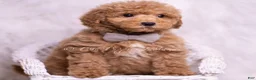 Mini Goldendoodle dogs for sale: Remington - Ad 8