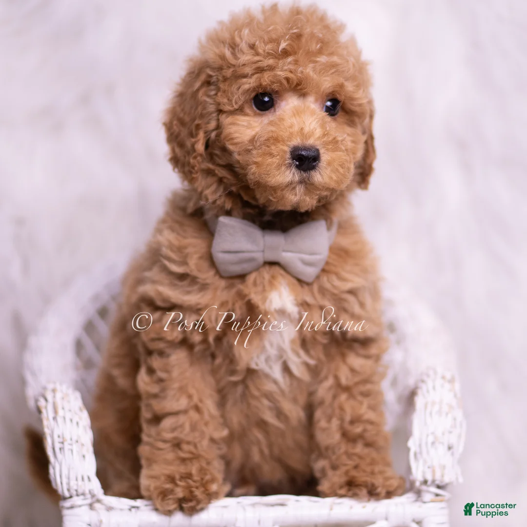 Mini Goldendoodle dogs for sale: Remington - Ad 8