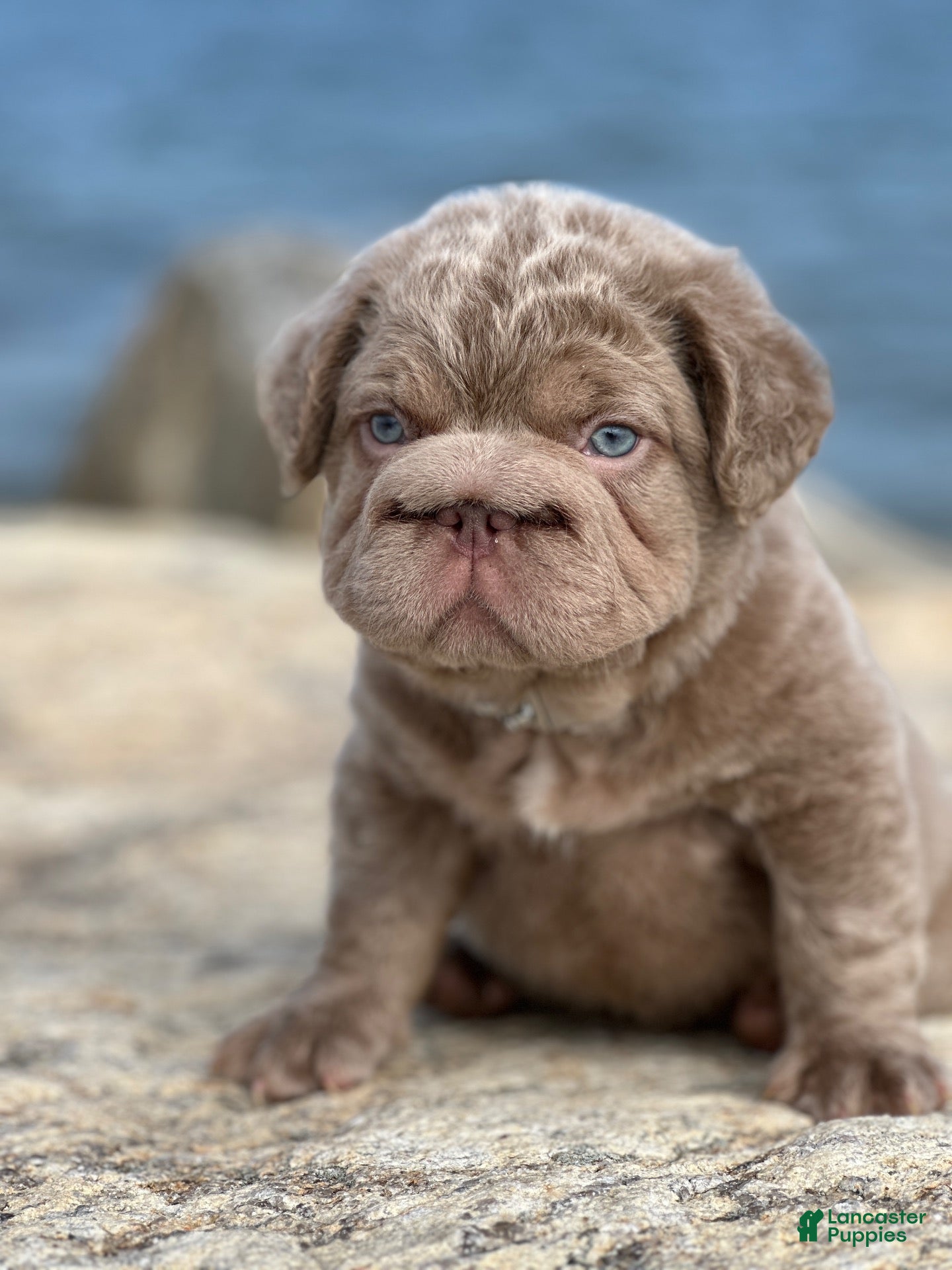 French Bulldog dogs 🩵Isabella fluffy big rope with c2 🩵Male  - Ad 1