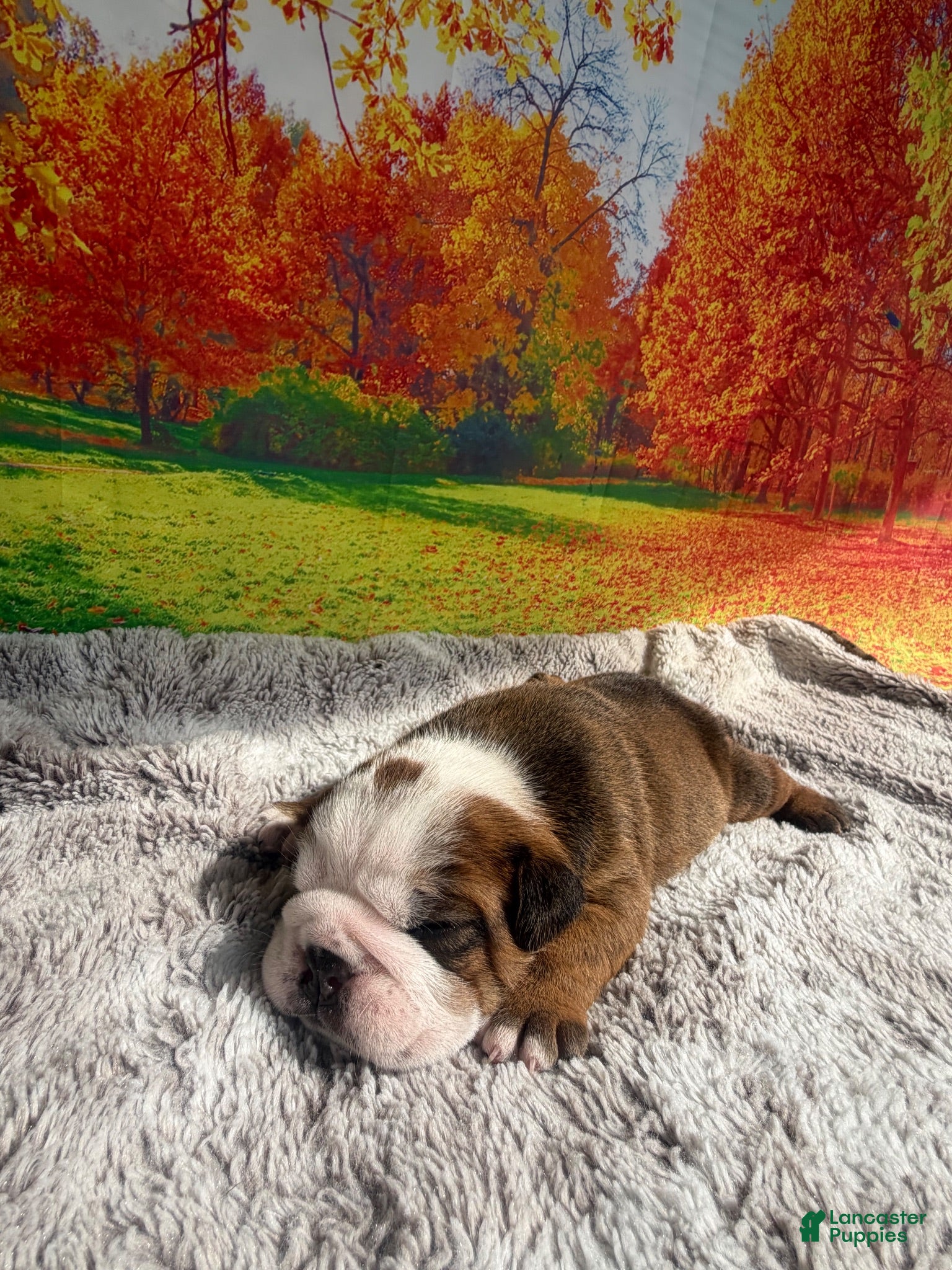English Bulldog dogs English Bulldog 1 - Ad 33
