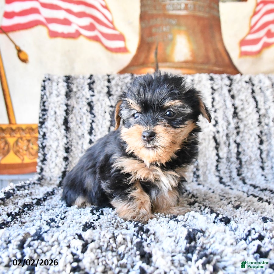 Yorkshire Terrier dogs Daisy - Ad 39