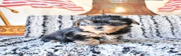 Yorkshire Terrier dogs for sale: Daisy - Ad 3