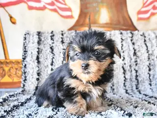 Yorkshire Terrier dogs Daisy - Ad 39