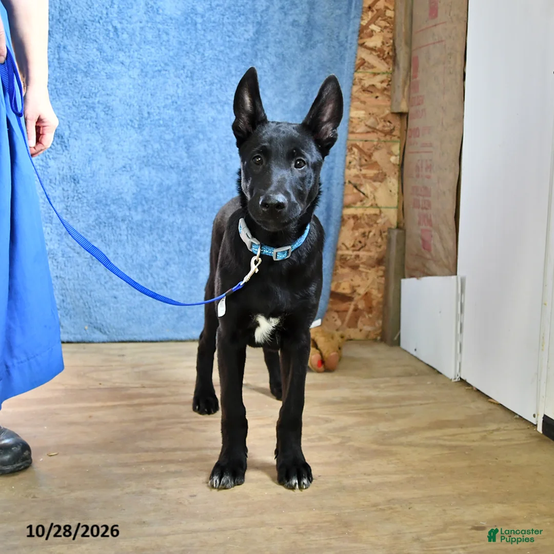 Belgian Malinois dogs for sale: Mooney - Ad 2