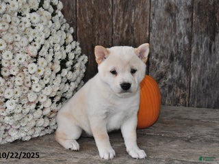 Shiba Inu dogs Rita - Ad 27