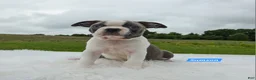 Boston Terrier dogs for sale: Samson - Ad 4