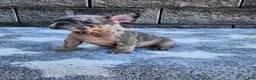 French Bulldog dogs for sale: Daisy - Ad 6