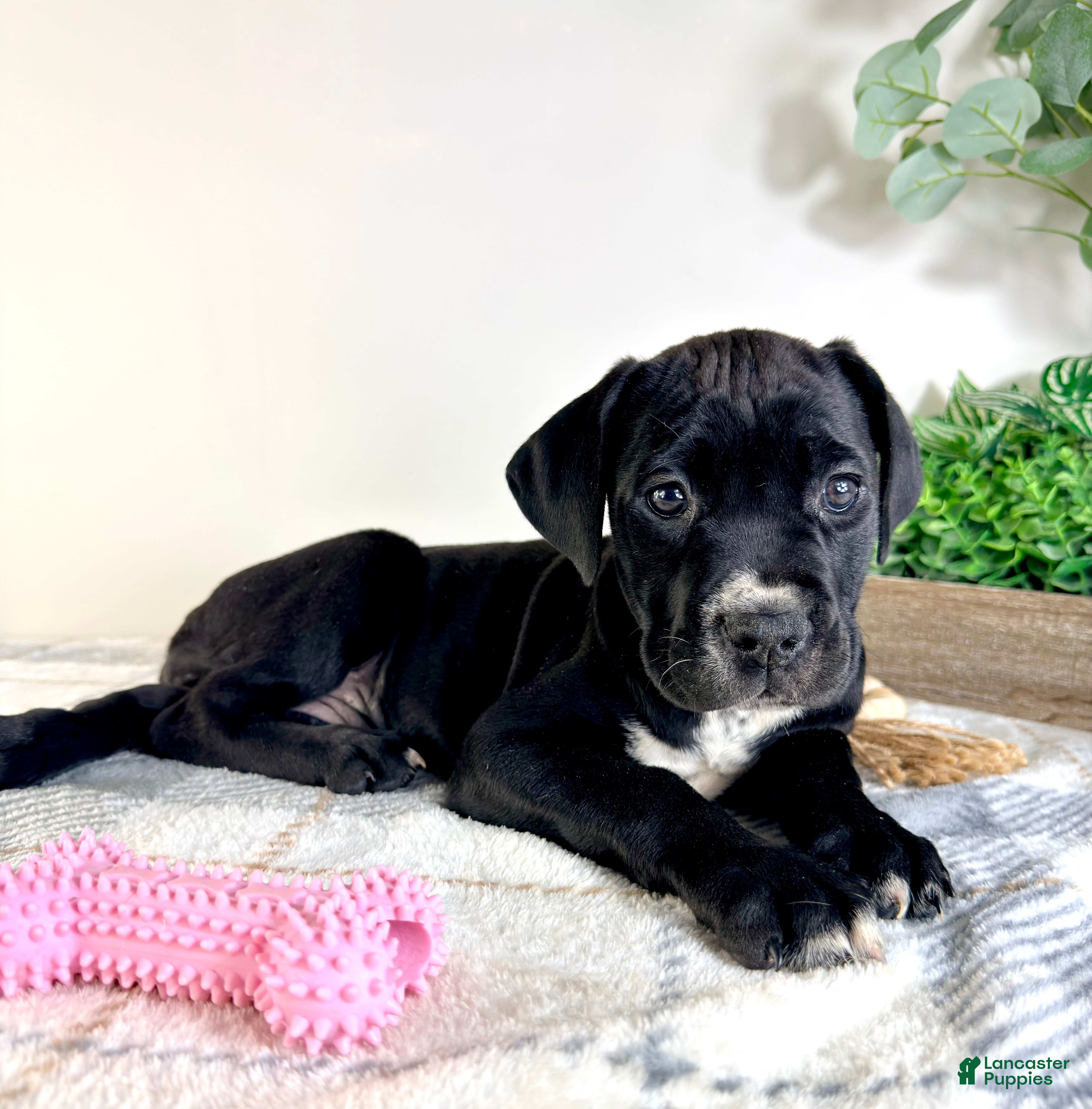 Cane Corso dogs Xena - Ad 21