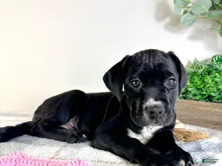 Cane Corso dogs Xena - Ad 35