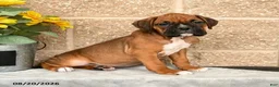 Boxer dogs for sale: Bruno - Ad 2