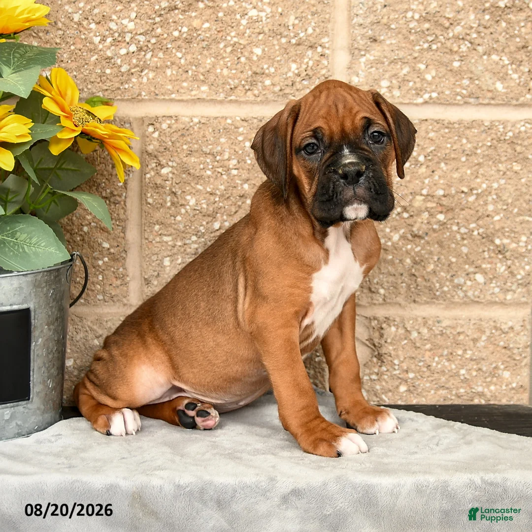 Boxer dogs for sale: Bruno - Ad 2