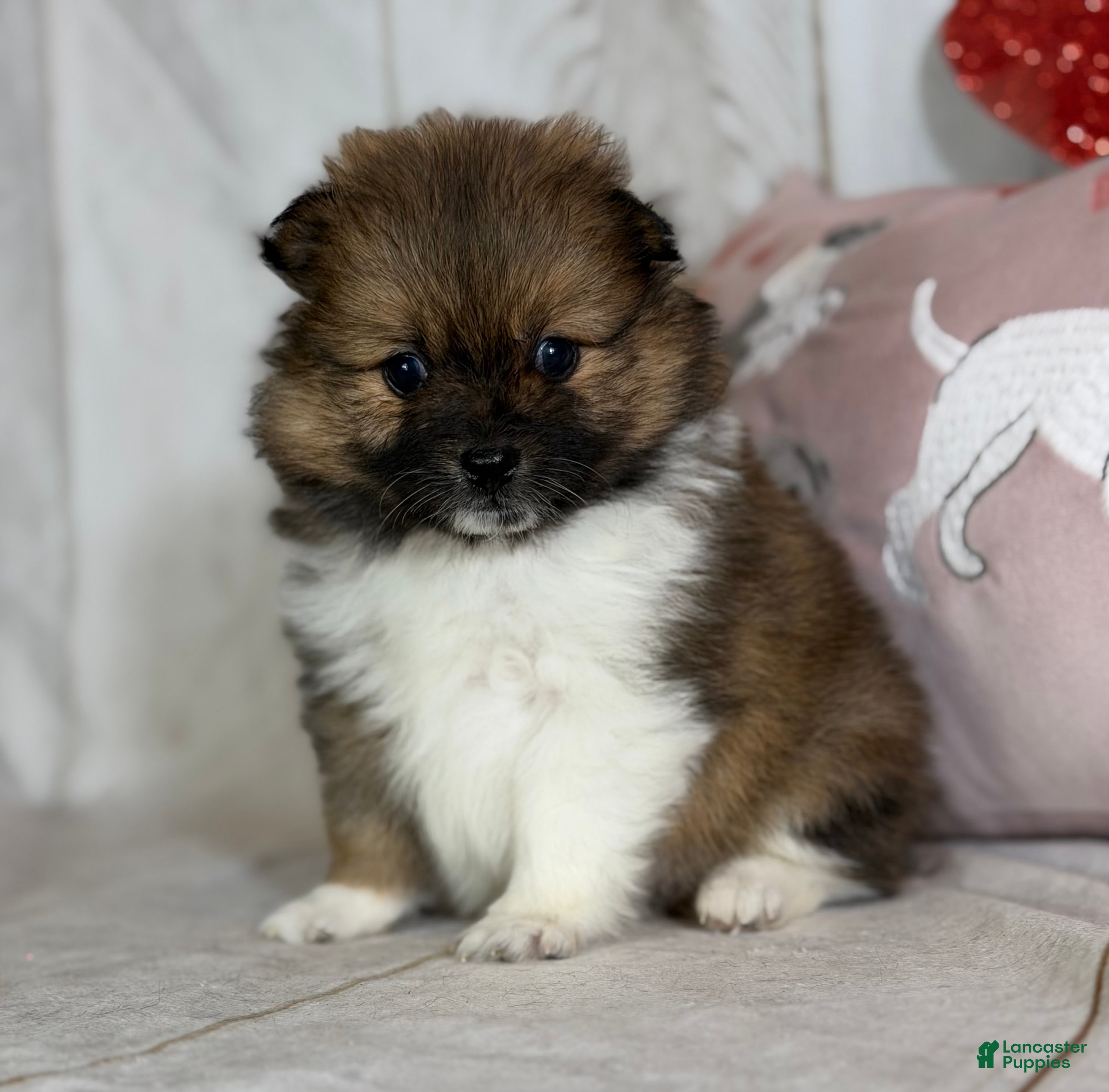 Pomeranian dogs Romeo  - Ad 2
