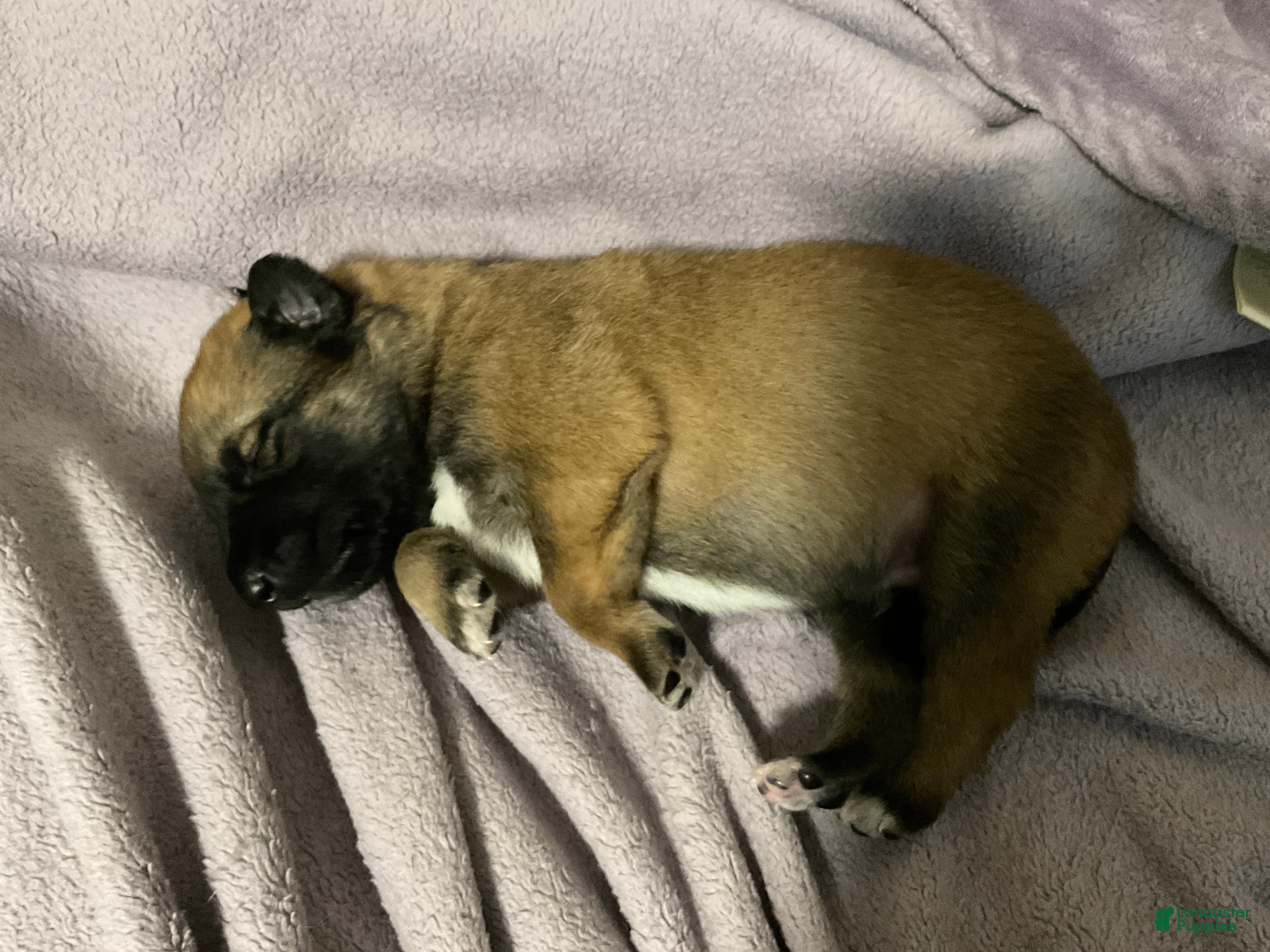 Dutch Shepherd dogs Lucky - Ad 15