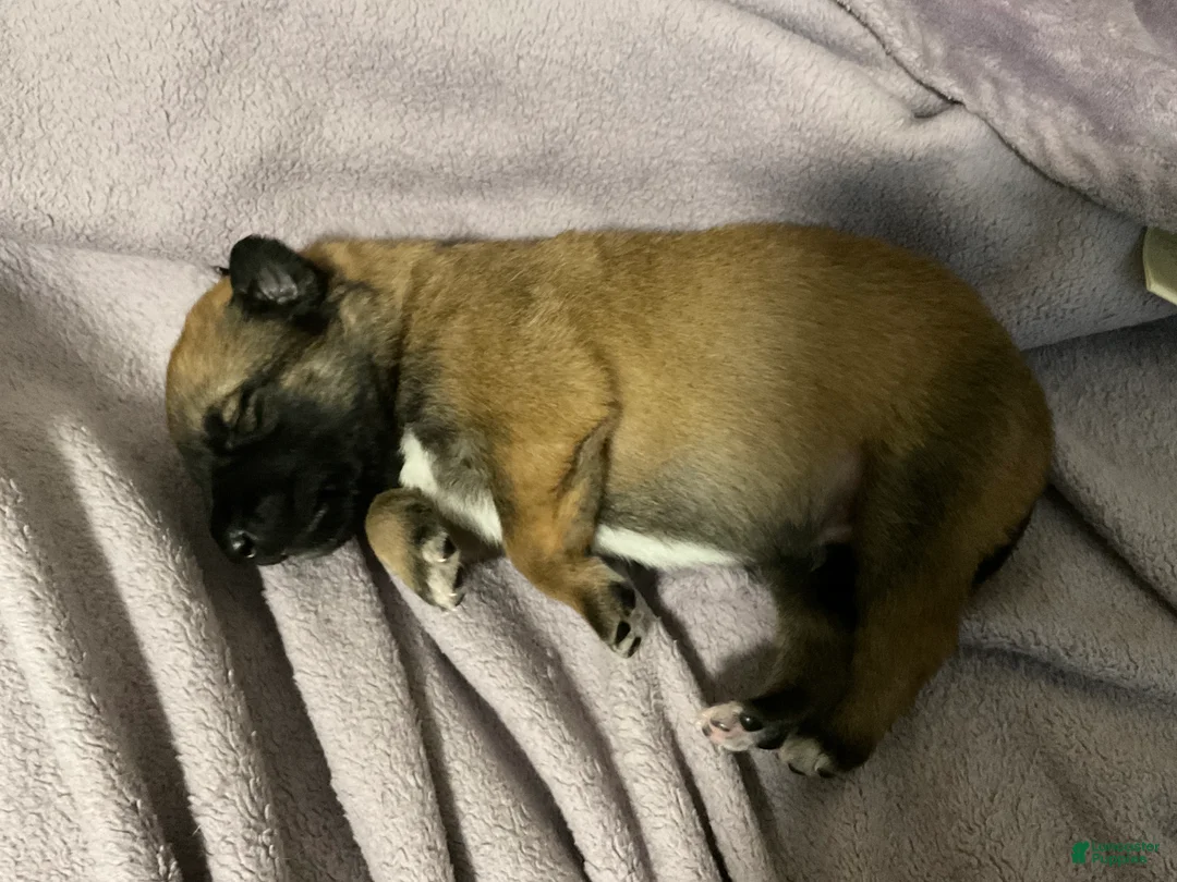 Dutch Shepherd dogs for sale: Lucky - Ad 1