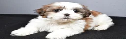 Shih Tzu dogs for sale: Gabe - Ad 1