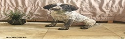 Pointer dogs for sale: Dandy - Ad 1