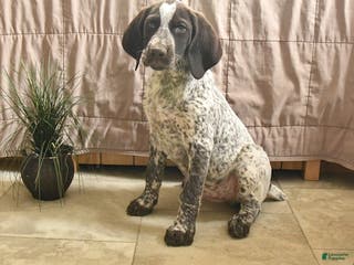 Pointer dogs Dandy - Ad 2