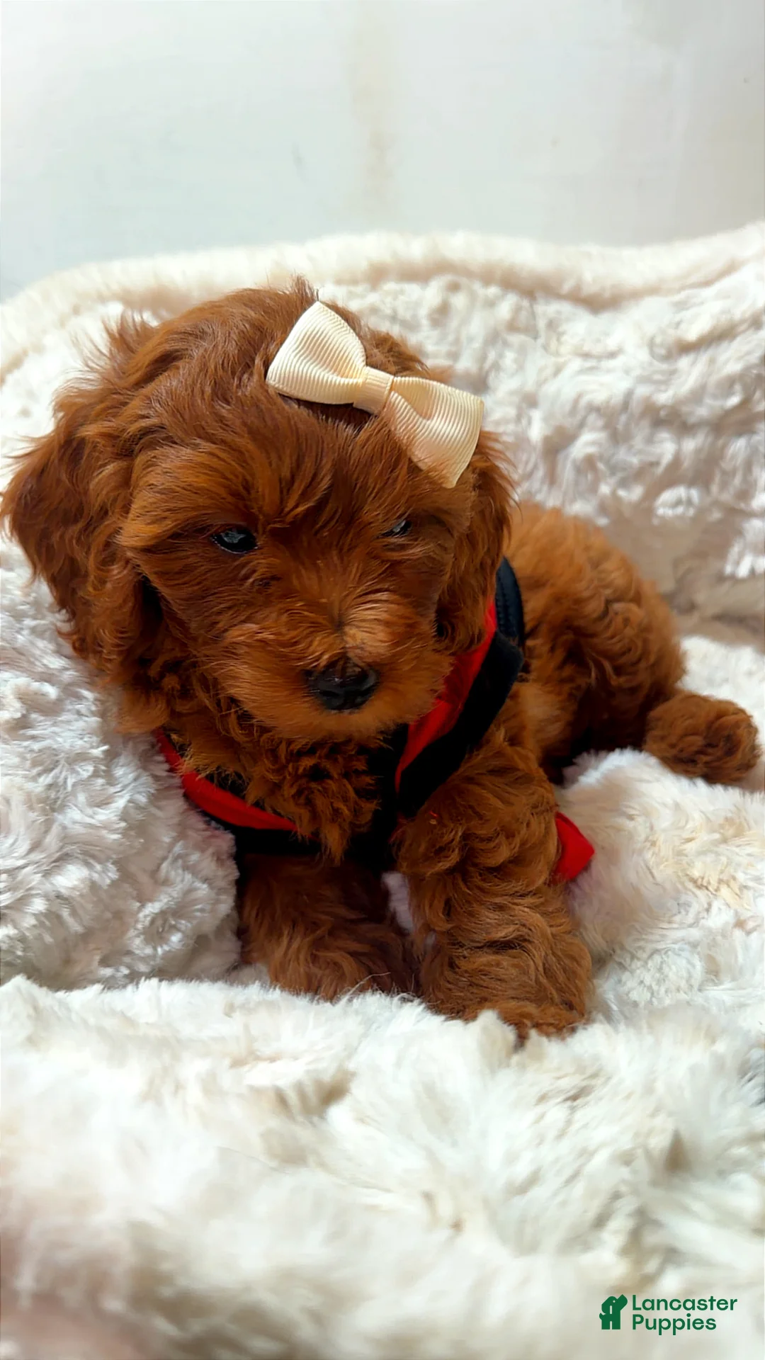 Cavapoo dogs for sale: Pebbles  - Ad 4