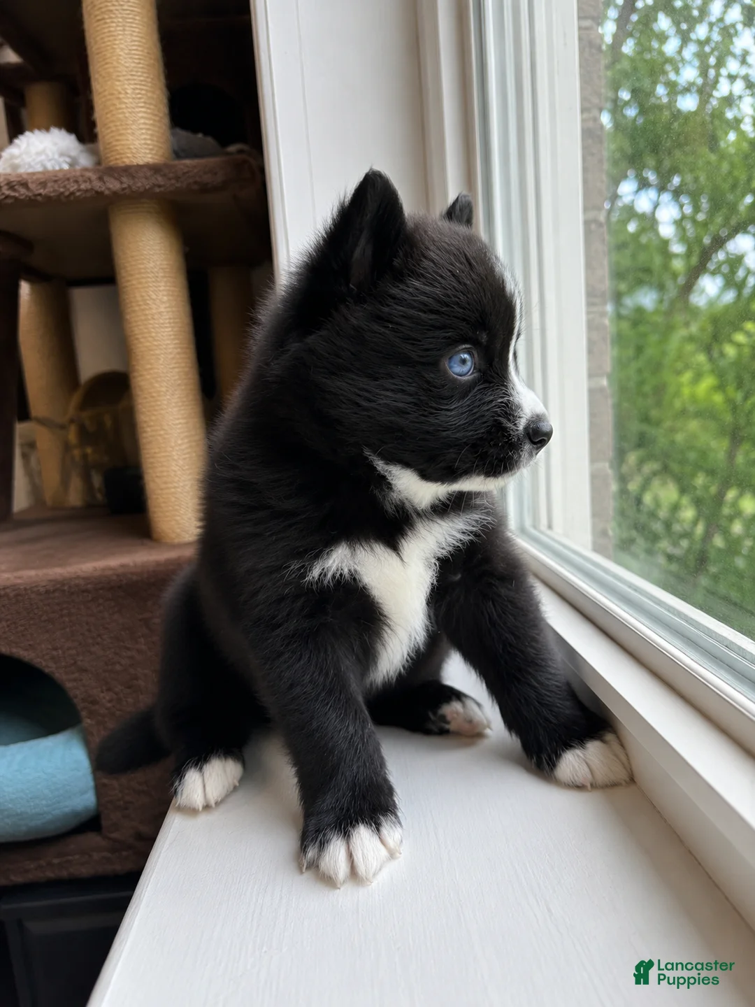 Pomsky dogs for sale: Rocky  - Ad 2