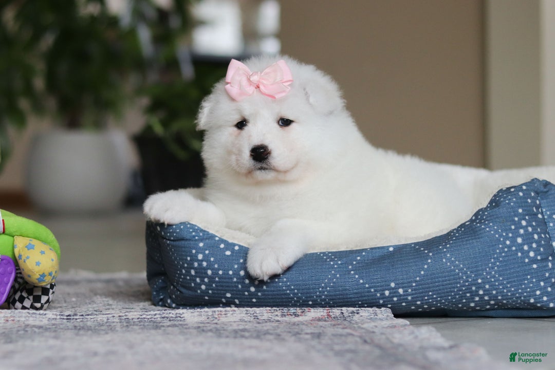 Samoyed dogs for sale: June - Ad 5